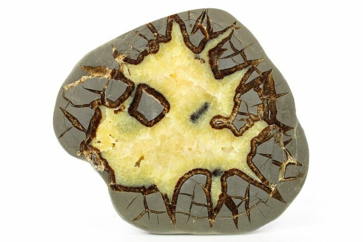 Polished Septarian Slab - Utah #264105